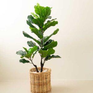 Ficus – Fiddle Leaf Fig