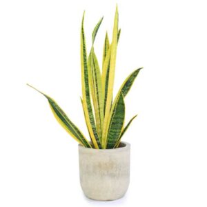 Dracaena – Song Of Idia