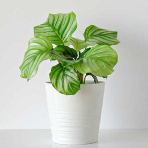 Calathea – Concinna
